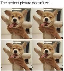 Cute Doggo - meme