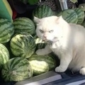 no touch my melons