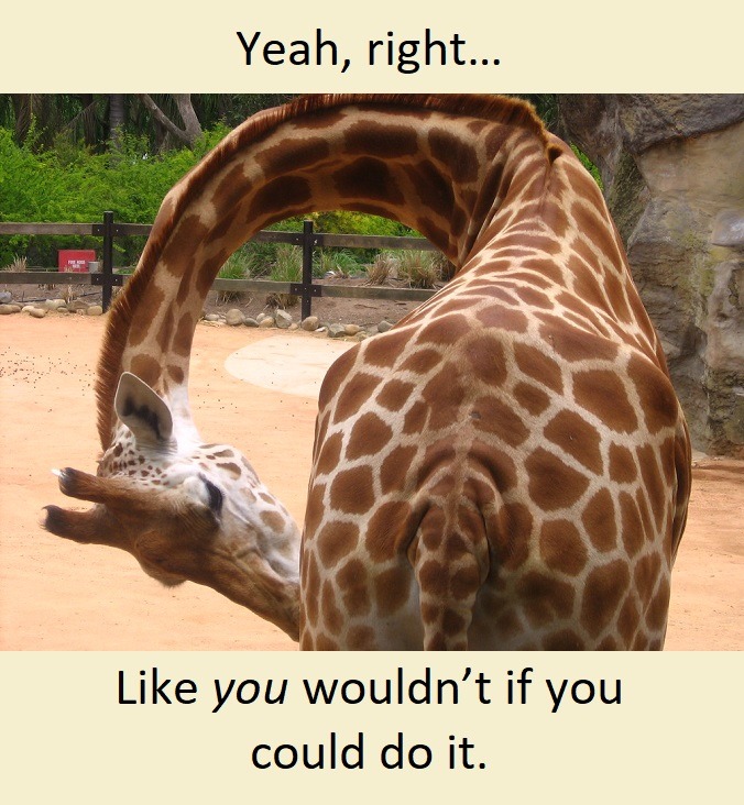 Why Giraffes have long necks - meme