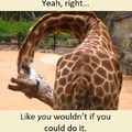Why Giraffes have long necks