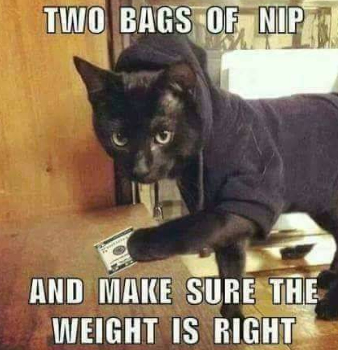Cat Nip - meme