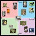 Bird chart.