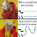 I kicked my cat to mars because of this
