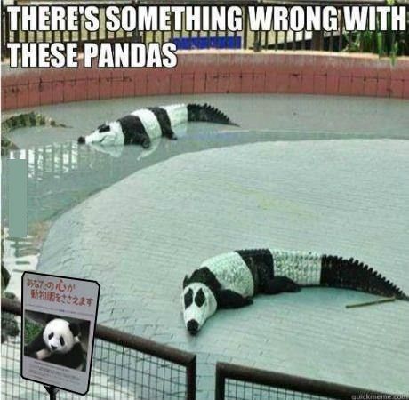 Pandas - meme
