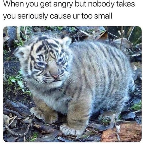 cute tiger - meme