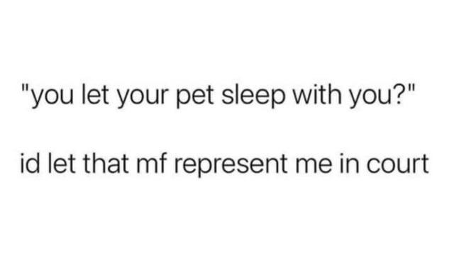 That pet lawyer energy: I'd let it represent me in court - meme