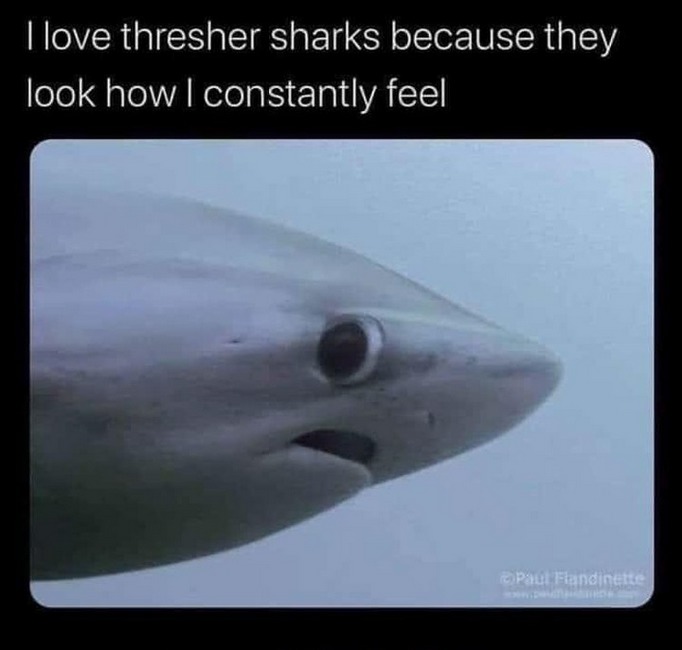 Bombastic side eye shark - meme
