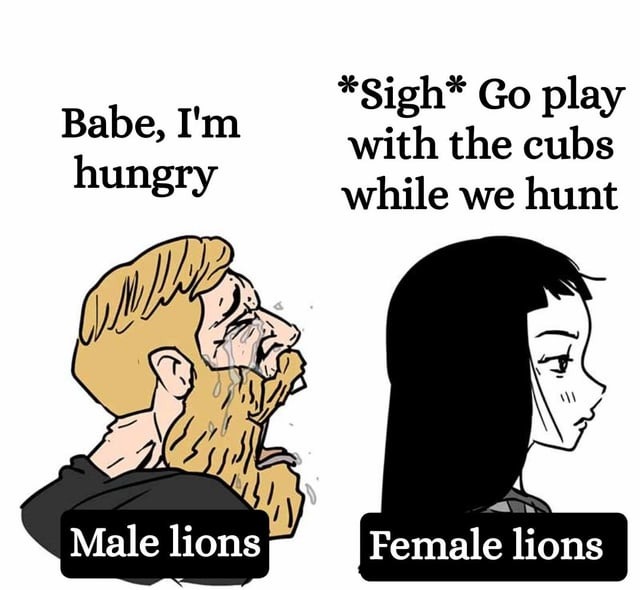 The best Female Lion memes ) Memedroid