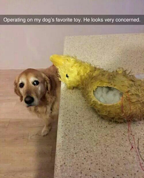 Dog toy Meme by Santeripe ) Memedroid