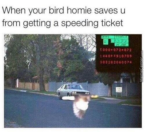 Bird homie saves your life - meme