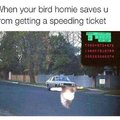 Bird homie saves your life