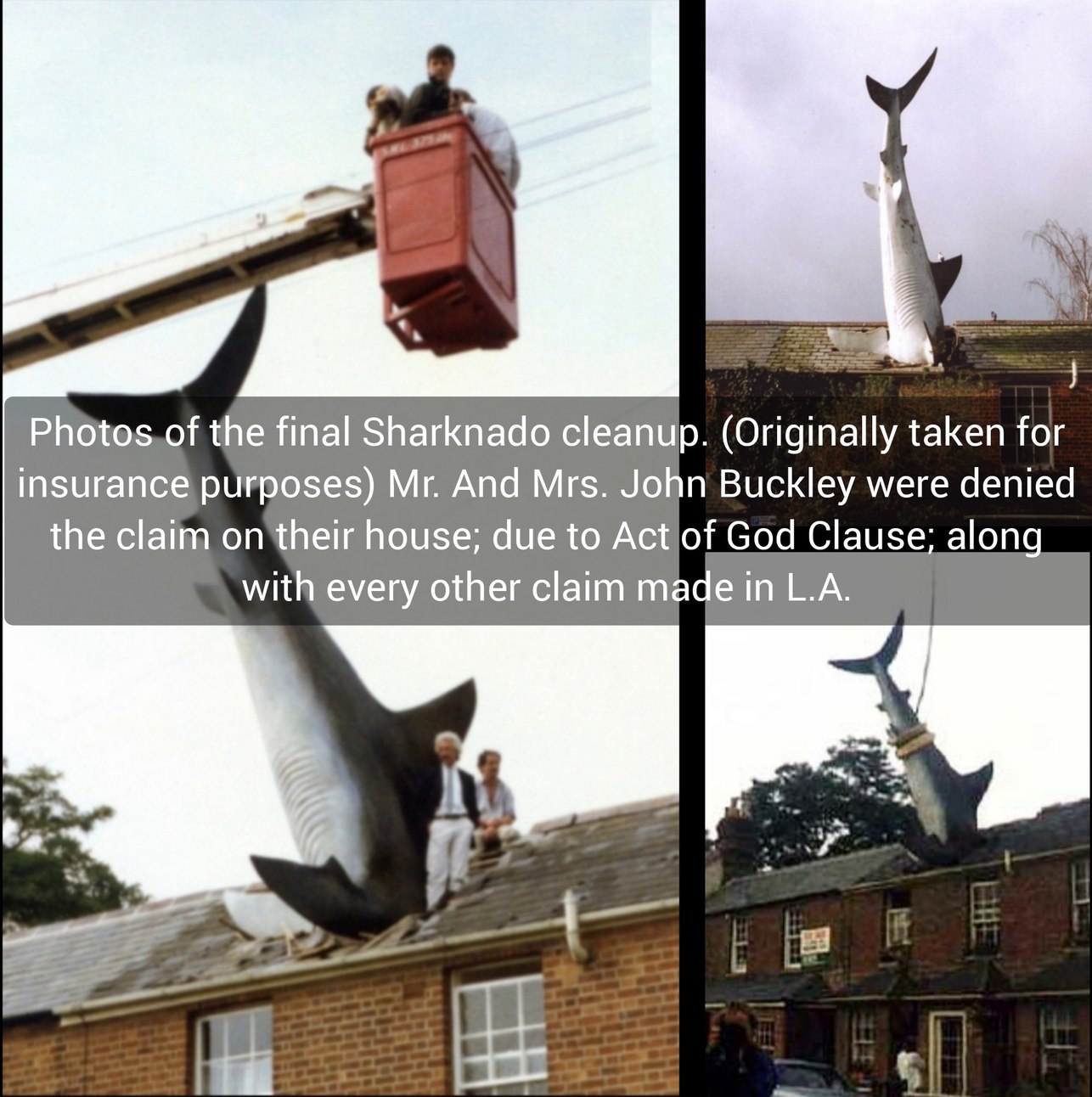 Headington Shark- A real sculpture(Oxford, England) - meme