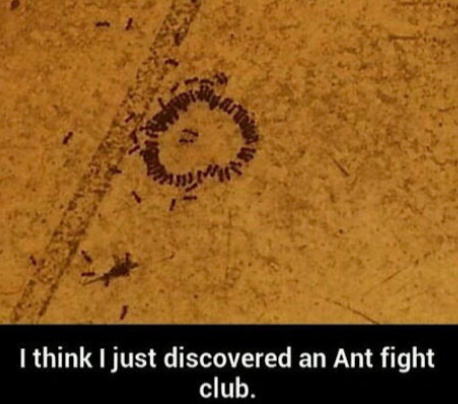 Anthony the ant would rek - meme