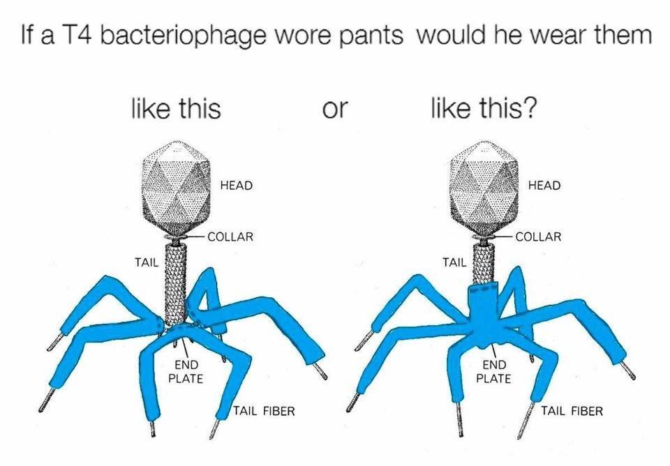 T4 bacteriophage is the best bacteriophage - meme