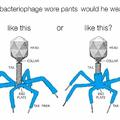T4 bacteriophage is the best bacteriophage