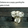 heckin pups