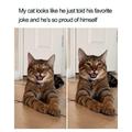 Kitty kat