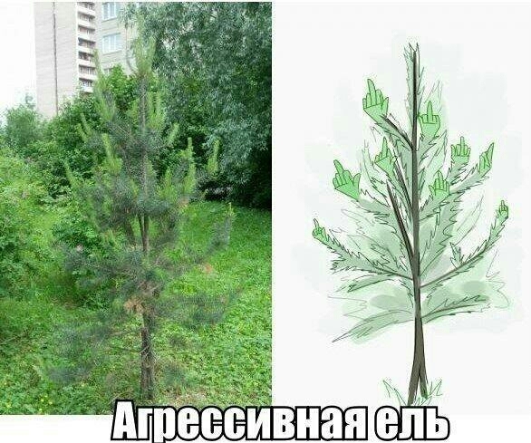 HLM russe basique. A votre gauche, un arbre russe - meme