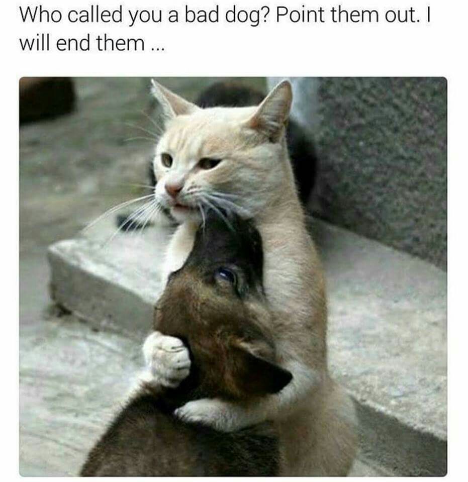 Gotta watch out for your good boi - meme