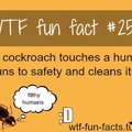 Wtf fun fact