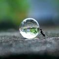 Ant rolling a water drop