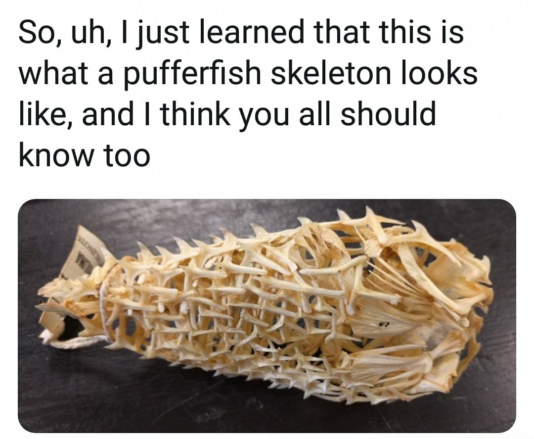 How tf do people actually cut up and eat pufferfish - meme