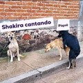 Shakira cornuda