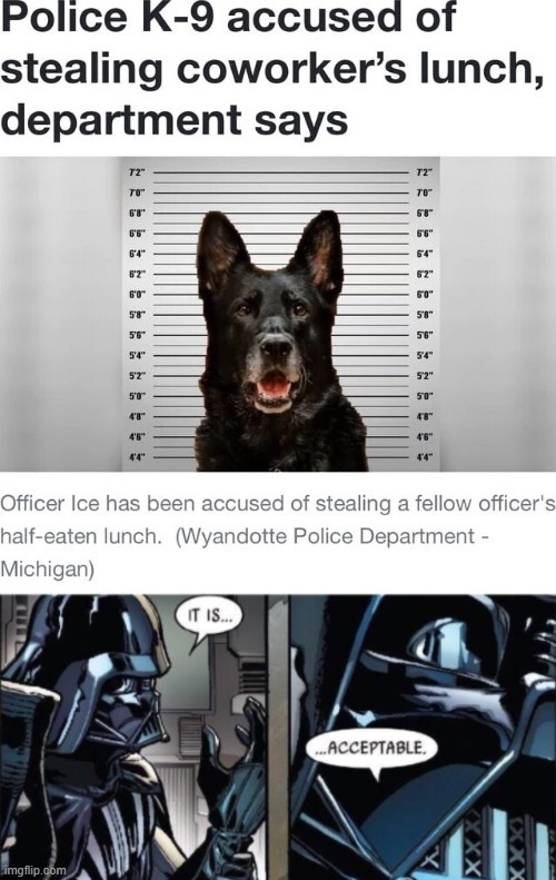 Police K9 dog accused of stealing coworker's lunch - meme