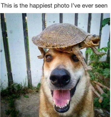 The best Dog Has Turtle Hat memes :) Memedroid