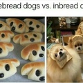 pure bread dogs are kute
