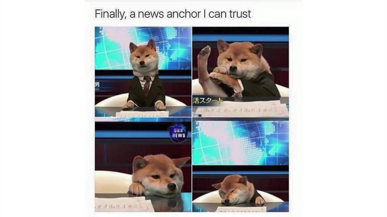 Lil doggo news - meme