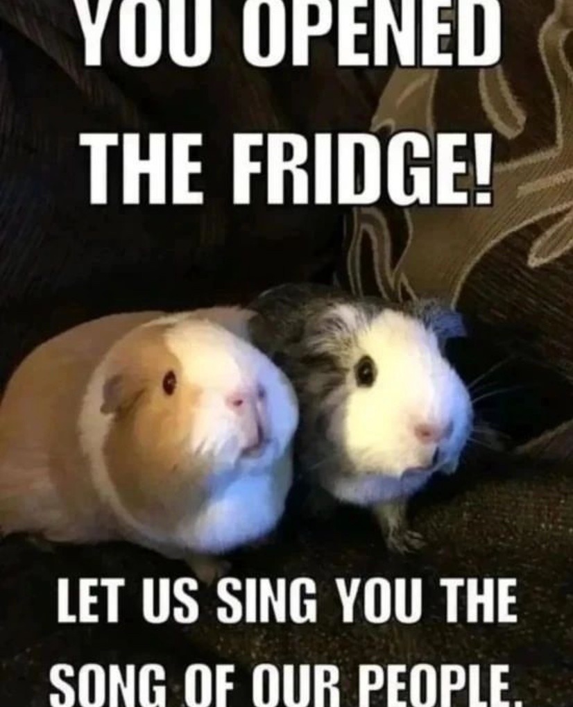 Guinea pig owners will understand - meme