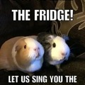 Guinea pig owners will understand