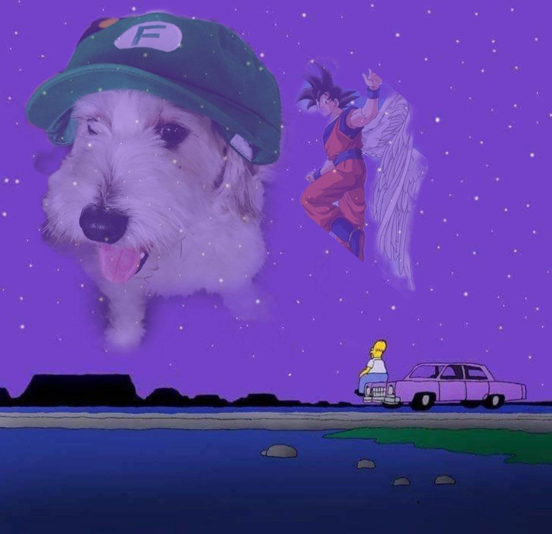 Como alguien que tiene un perrito de una raza de la que parecía de la de curly si me pegó feo :( - meme