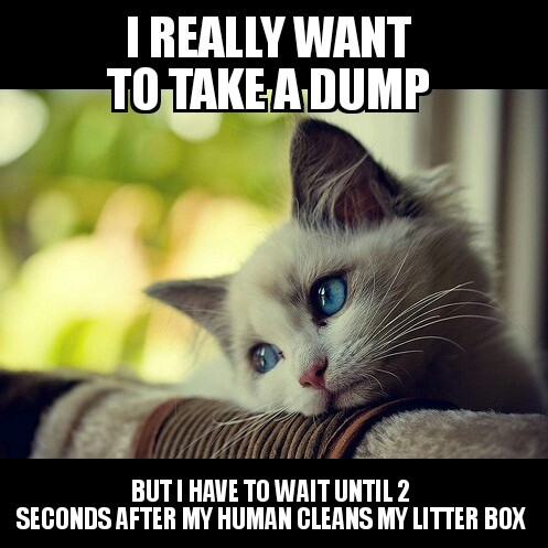 Cat logic: the perfect pooping time. - meme