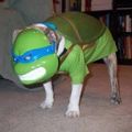 Doggo tartaruga