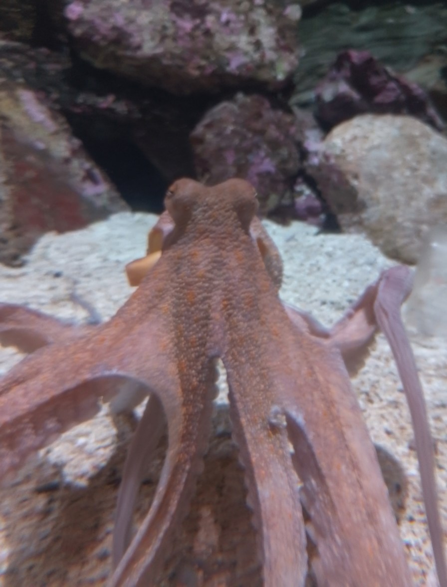 Face reveal (si, soy un pulpo) - meme