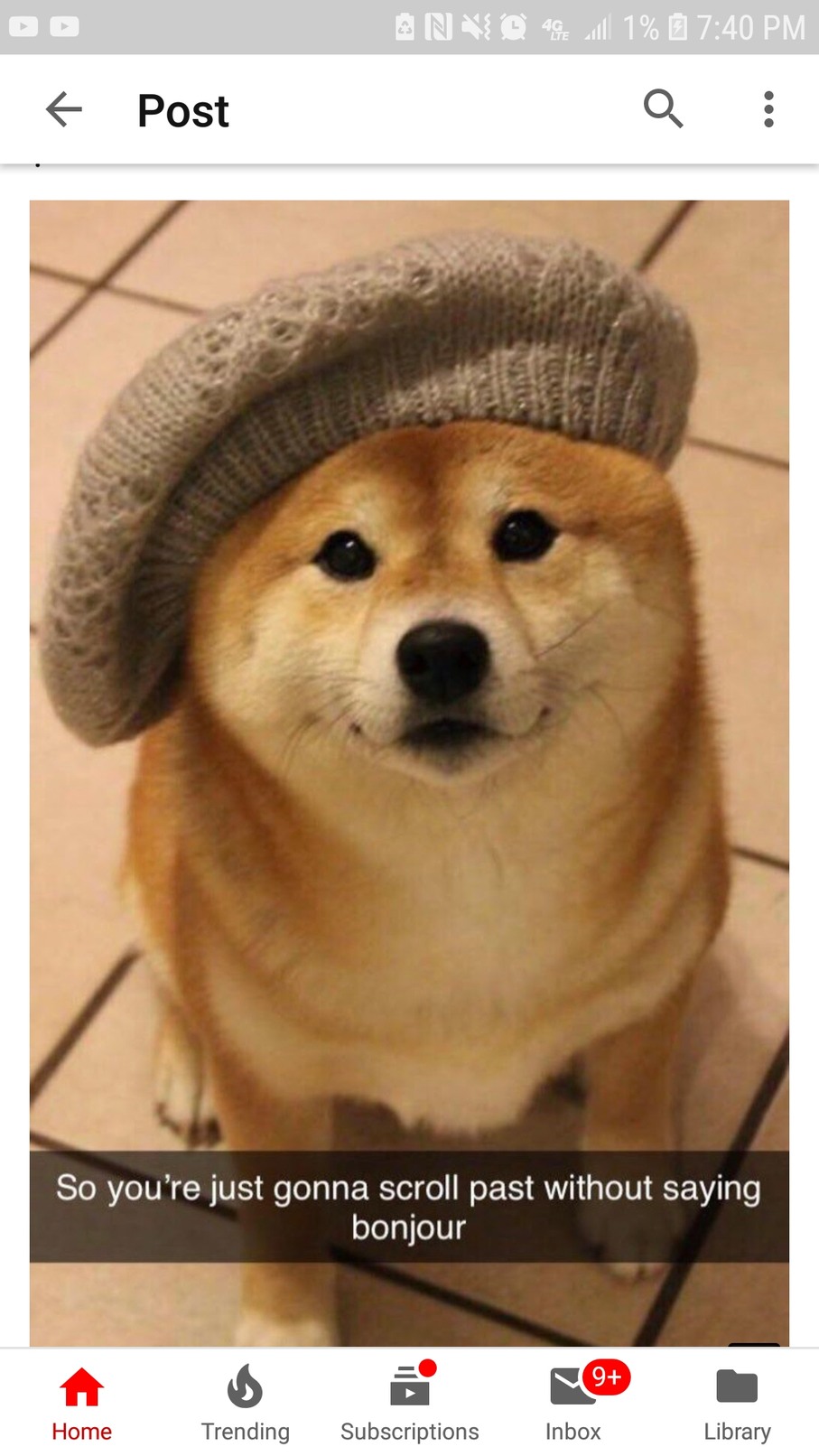 Here is this dog to help you on your journey - meme