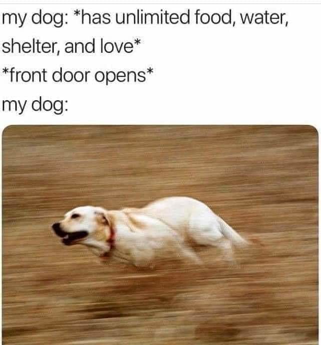 Man's best friend - meme