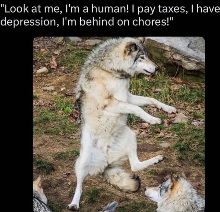 Ha - meme