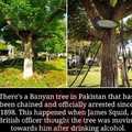 It's been more than 100 years, let that tree go already