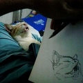 drawing the sleepy