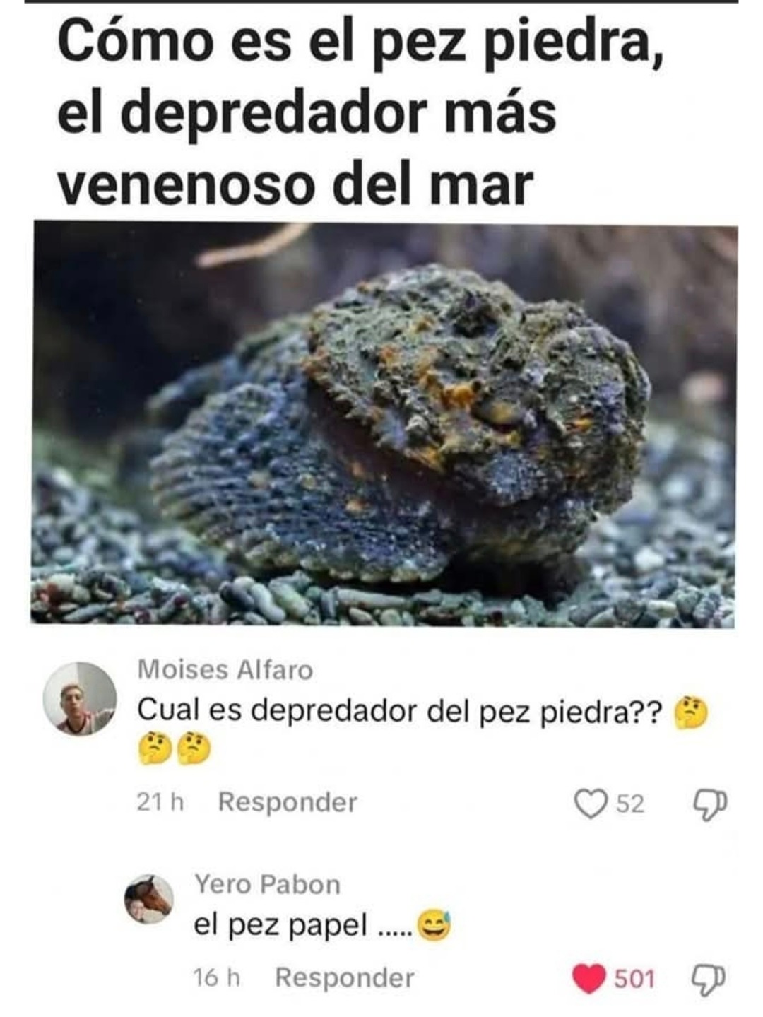 pez piedra gracioso veneno - meme