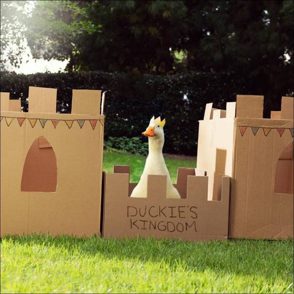 King ducky - meme