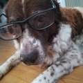 Have a picture of an old doggo with glasses