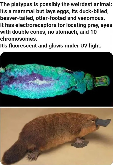 The platypus is the weirdest animal - meme