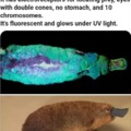 The platypus is the weirdest animal