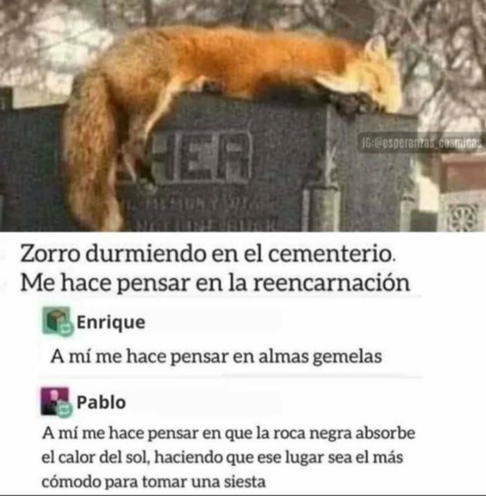 Zorro echando la siesta en el cementerio como si fuera spa - meme
