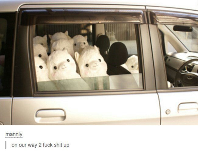 If we're going on a road trip I guess alpaca lunch - meme