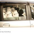 If we're going on a road trip I guess alpaca lunch
